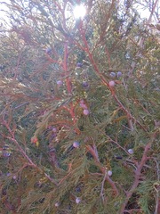 Juniperus scopulorum