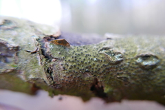 Melanamphora spinifera