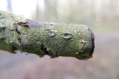 Melanamphora spinifera