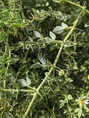 Fagonia pachyacantha