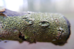 Melanamphora spinifera