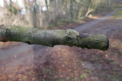 Melanamphora spinifera