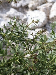 Fagonia pachyacantha