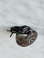 Xerotricha conspurcata