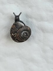 Xerotricha conspurcata