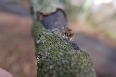 Melanamphora spinifera