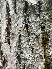 Lecanora nothocaesiella