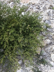 Fagonia pachyacantha