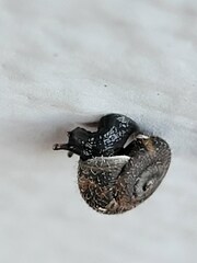 Xerotricha conspurcata