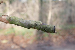 Melanamphora spinifera