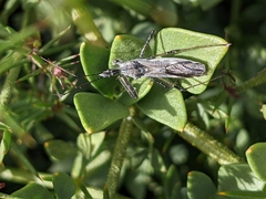 Fagonia pachyacantha