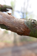 Taphrorychus bicolor