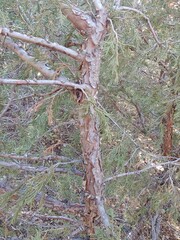 Juniperus scopulorum