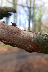 Taphrorychus bicolor