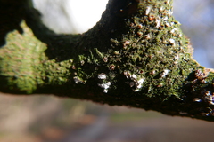Propolis farinosa