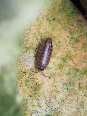 Chaetophiloscia elongata
