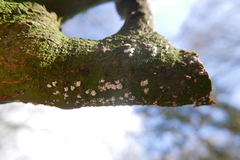 Propolis farinosa