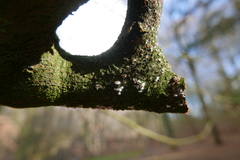 Propolis farinosa
