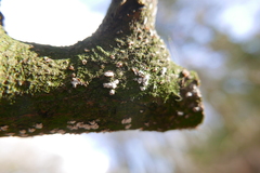 Propolis farinosa