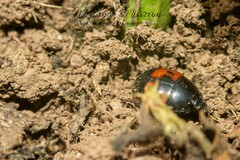 Hister bipunctatus