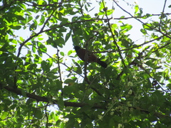 Icterus spurius