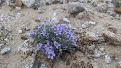 Langloisia setosissima setosissima