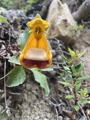 Calceolaria uniflora