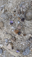 Langloisia setosissima setosissima