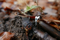 Xylaria carpophila