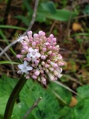 Valeriana italica