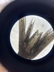 Praunus neglectus