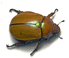 Anoplognathus hirsutus
