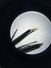 Praunus neglectus