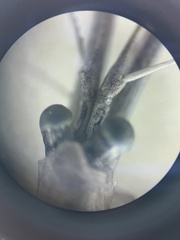 Praunus neglectus