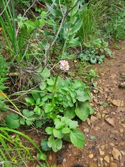 Valeriana italica