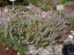Acantholimon acerosum
