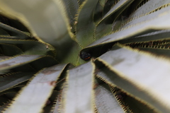 Paraphidippus basalis