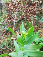 Fritillaria persica