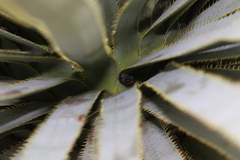 Paraphidippus basalis