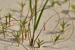 Panicum racemosum