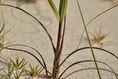 Panicum racemosum