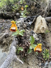 Calceolaria uniflora