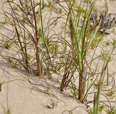 Panicum racemosum