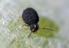 Sminthurinus elegans