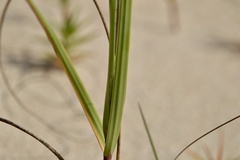 Panicum racemosum