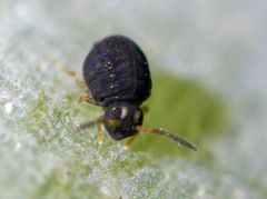 Sminthurinus elegans