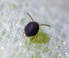 Sminthurinus elegans