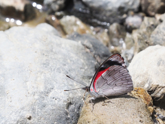 Orophila