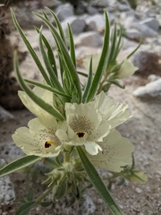 Mohavea confertiflora