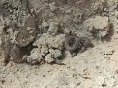 Tantilla melanocephala